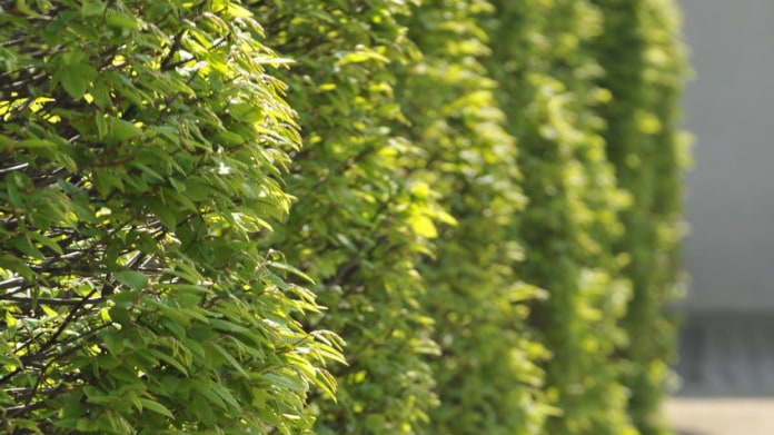 Habr obecný/Carpinus betulus Habr obecný/Carpinus betulus