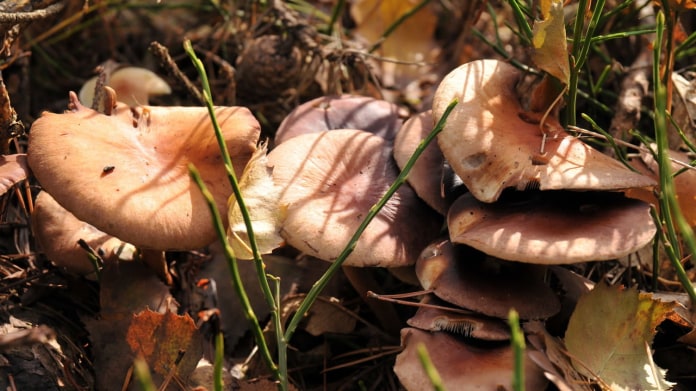 Čirůvka dvoubarvá/Lepista personata Čirůvka dvoubarvá/Lepista personata