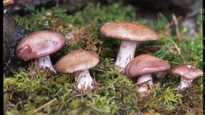 Čirůvka fialová/Lepista nuda Čirůvka fialová/Lepista nuda