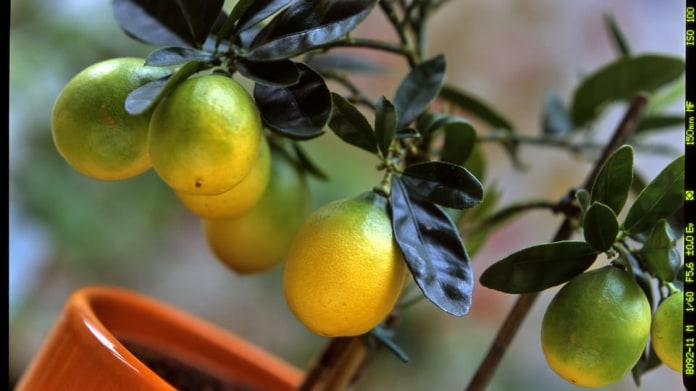 Citroník/Citrus limon limonella - detail Citroník/Citrus limon limonella - detail