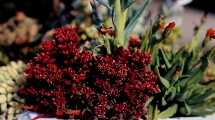 Tlustice/Crassula schmidtki Tlustice/Crassula schmidtki
