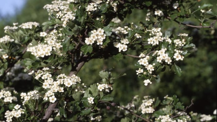 Hloh jednosemenný/Crataegus monogyna Jacq. - detail Hloh jednosemenný/Crataegus monogyna Jacq. - detail