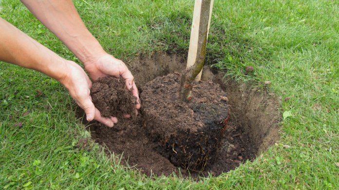 V říjnu nastává období sázení stromů V říjnu nastává období sázení stromů