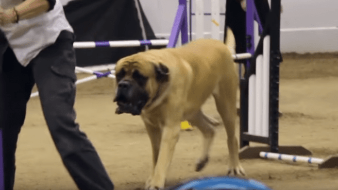 Líný pes při agility dobývá internet 2 Líný pes při agility dobývá internet 2