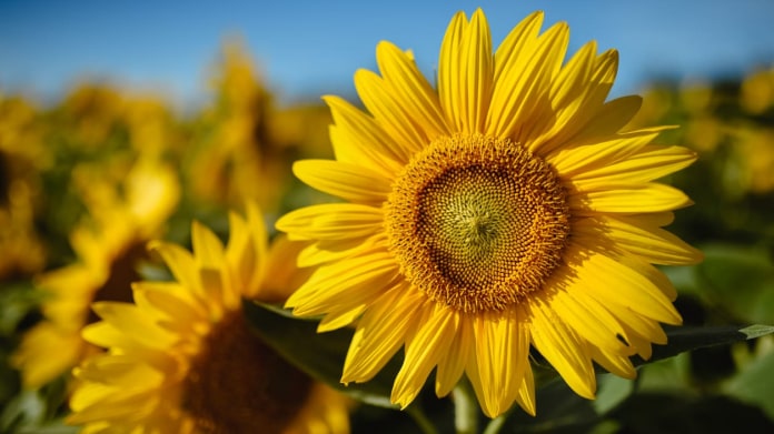 Slunečnice (Helianthus) Slunečnice (Helianthus)