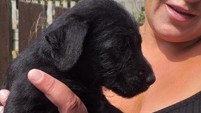 Štěňátko zemřelo na následky ohňostroje 2 Štěňátko zemřelo na následky ohňostroje 2