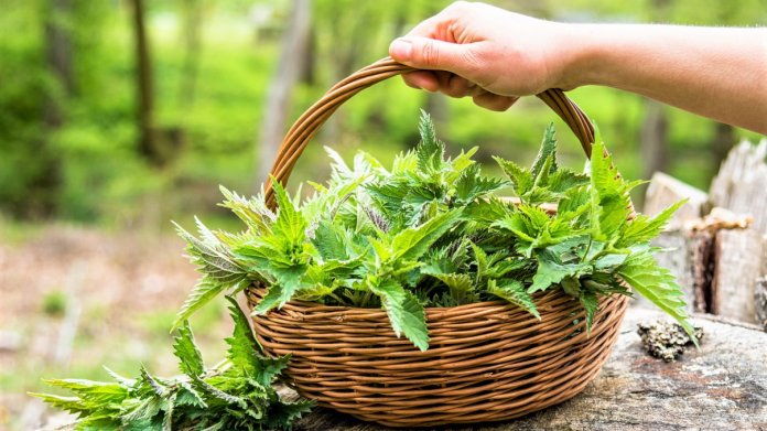 4 plané byliny, kterých si můžeme užívat už v březnu 4 plané byliny, kterých si můžeme užívat už v březnu