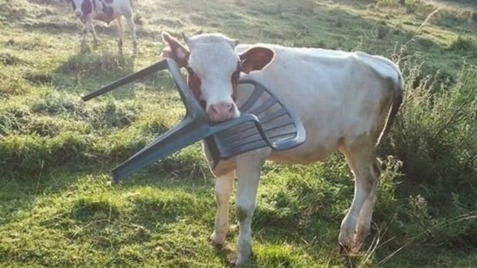 Krávy, které neměly svůj den 1 Krávy, které neměly svůj den 1