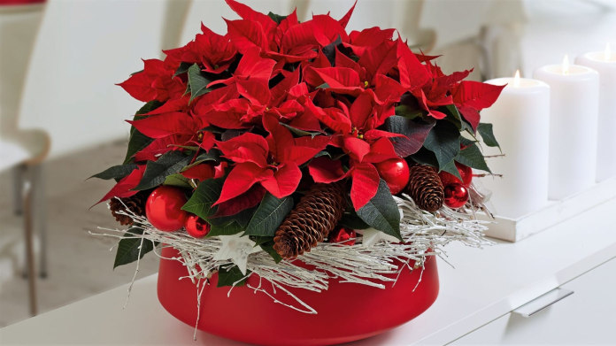 Nejkrásnější vánoční hrnkové květiny: vánoční hvězda neboli poinsettie Nejkrásnější vánoční hrnkové květiny: vánoční hvězda neboli poinsettie