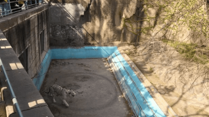 Tygr v čínské zoo chodil ve výběhu pořád dokola Tygr v čínské zoo chodil ve výběhu pořád dokola