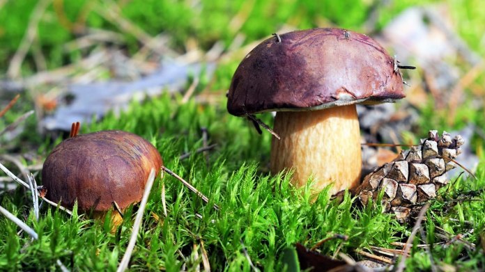 Hřib hnědý je nejznámější i nejoblíbenější česká jedlá houba Hřib hnědý je nejznámější i nejoblíbenější česká jedlá houba