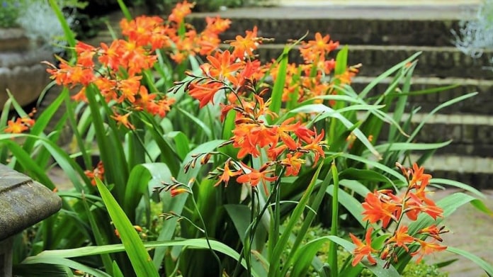 Sucho, horko a žhavé slunce pro montbrecie nejsou žádný problém (Crocosmia crocosmiiflora ‚Carmine Brillant’) Sucho, horko a žhavé slunce pro montbrecie nejsou žádný problém (Crocosmia crocosmiiflora ‚Carmine Brillant’)