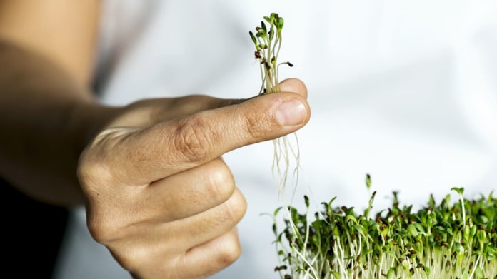 Jak pěstovat microgreens? Jak pěstovat microgreens?
