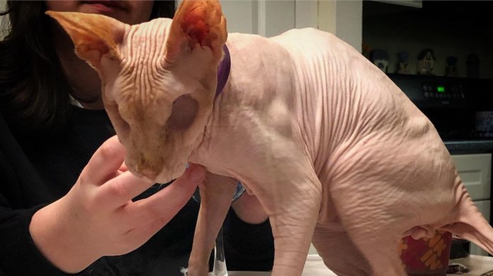 Sphynx kočka bez očí 1 Sphynx kočka bez očí 1