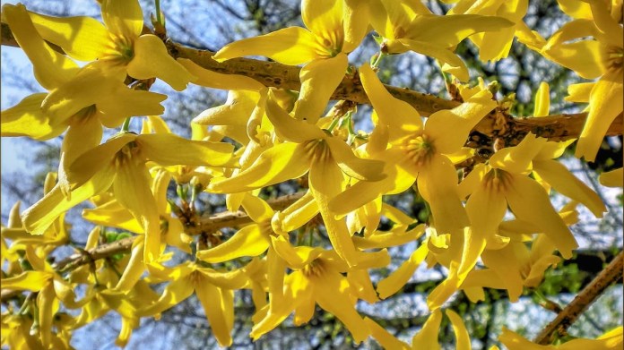 Zlatice prostřední/Forsythia intermedia - květ Zlatice prostřední/Forsythia intermedia - květ