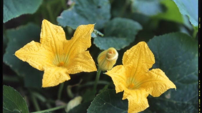 Dýně/Cucurbita pepo - květ Dýně/Cucurbita pepo - květ
