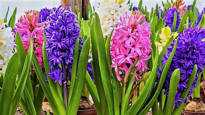 Hyacinty (Hyacinthus) Hyacinty (Hyacinthus)