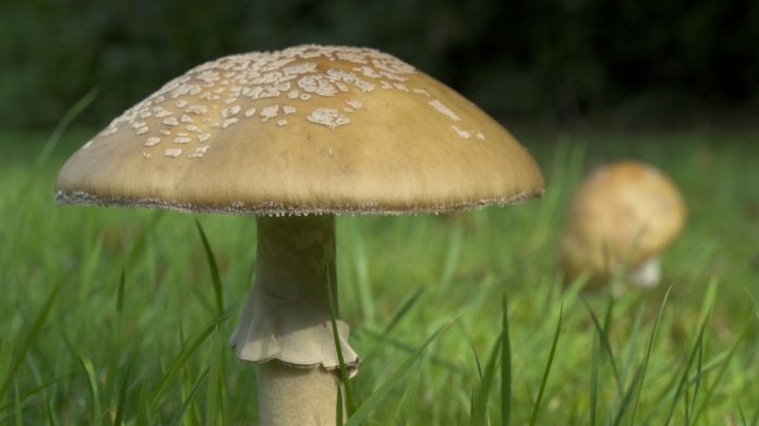 Muchomůrka růžovka Muchomůrka růžovka