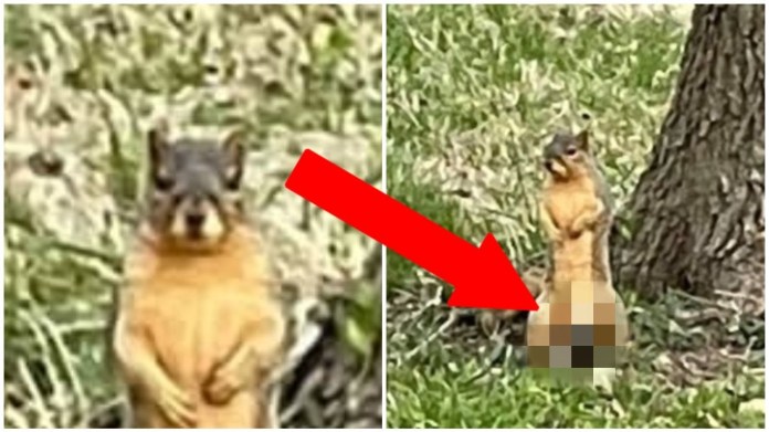 Veverka s pořádnými oříšky 3 Veverka s pořádnými oříšky 3