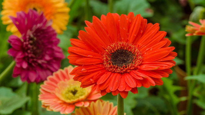 Gerbera (Gerbera jamesonii) Gerbera (Gerbera jamesonii)