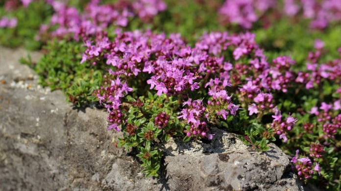 Mateřídouška (Thymus) Mateřídouška (Thymus)