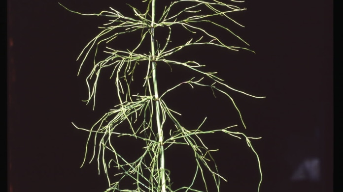 Přeslička rolní/Equisetum arvense L. Přeslička rolní/Equisetum arvense L.