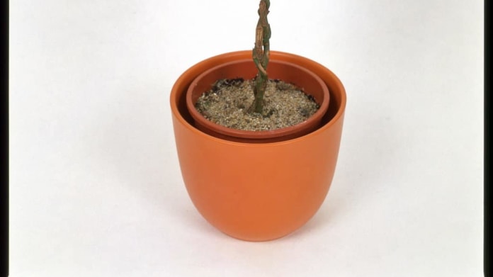 Brslen/Euonymus japonicus Brslen/Euonymus japonicus