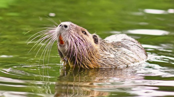 Nutrie Nutrie