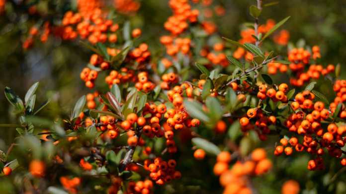 Hlohyně šarlatová / Pyracantha coccinea Hlohyně šarlatová / Pyracantha coccinea