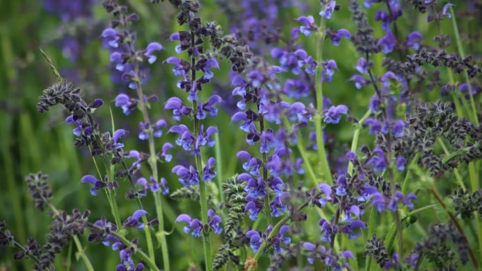 Šalvěj lékařská / Salvia officinalis L. Šalvěj lékařská / Salvia officinalis L.