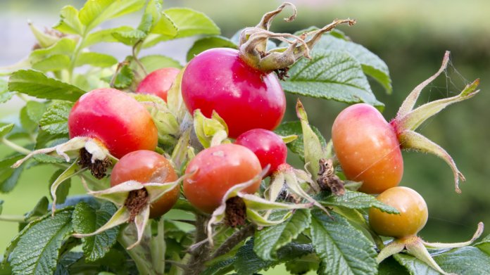 Růže svraskalá (Rosa rugosa) Růže svraskalá (Rosa rugosa)