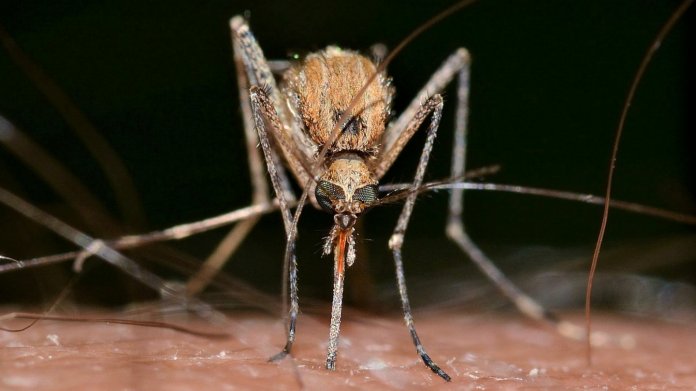 Přírodní ochrana před komáry aneb 6 nejlepších domácích receptů z koření, bylin a ovoce Přírodní ochrana před komáry aneb 6 nejlepších domácích receptů z koření, bylin a ovoce