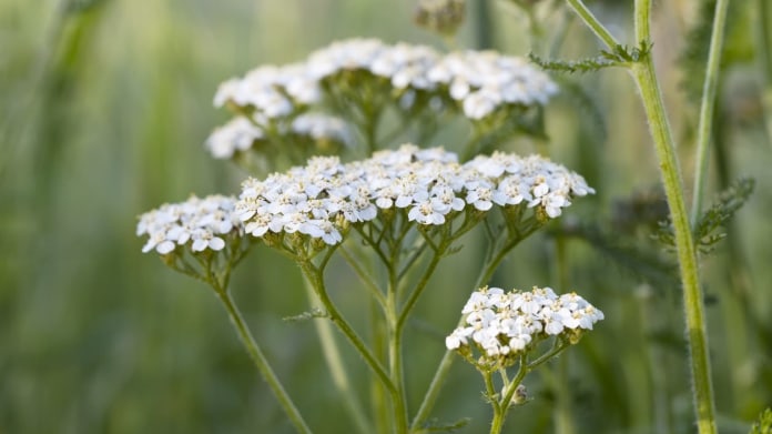 Řebříček obecný / Achillea millefolium Řebříček obecný / Achillea millefolium