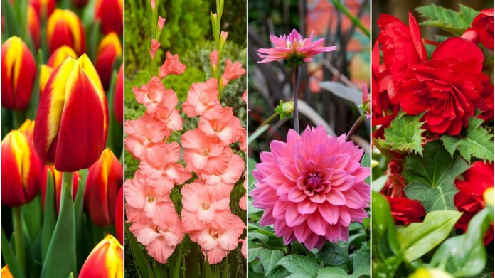 Je tulipán cibule nebo hlíza? Je tulipán cibule nebo hlíza?