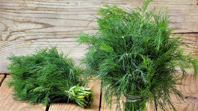 KOPR VONNÝ: Jak vypěstovat aromatické koření a uvařit si kulajdu KOPR VONNÝ: Jak vypěstovat aromatické koření a uvařit si kulajdu