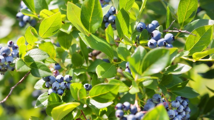 Borůvka zahradní (Vaccinium corymbosum) Borůvka zahradní (Vaccinium corymbosum)