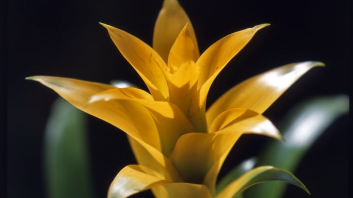 Guzmánie/Guzmania jazz - detail Guzmánie/Guzmania jazz - detail