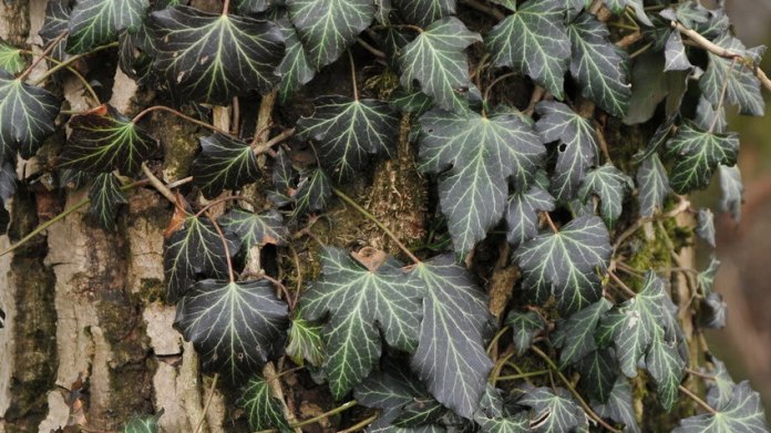 Břečťan popínavý/Hedera helix "Linné" Břečťan popínavý/Hedera helix "Linné"
