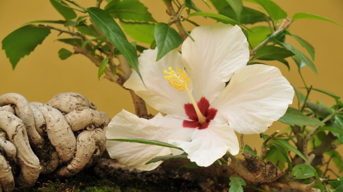Ibišek/Hibiscus rosa sinensis Ibišek/Hibiscus rosa sinensis