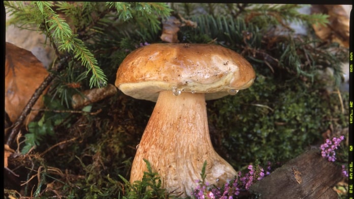 Hřib dubový/Boletus reticulatus Hřib dubový/Boletus reticulatus