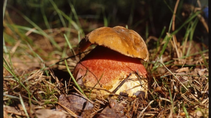 Hřib kovář/Boletus erytropus Hřib kovář/Boletus erytropus