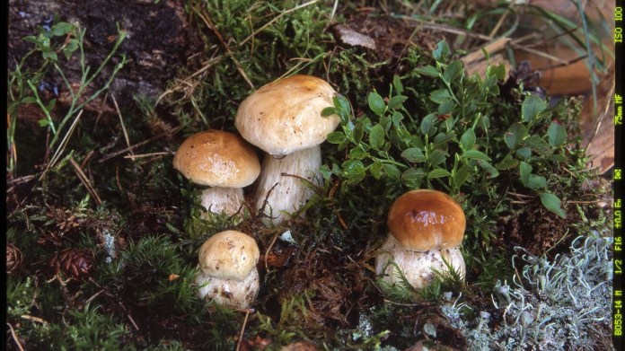 Hřib smrkový/Boletus edulis Hřib smrkový/Boletus edulis