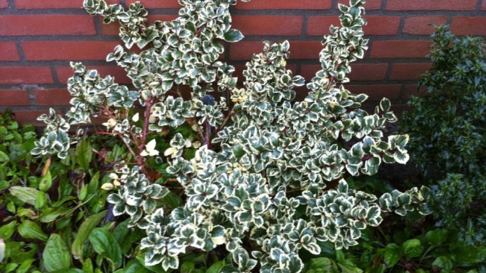 Ilex meserveae casanova neboli cesmína má ráda stín Ilex meserveae casanova neboli cesmína má ráda stín