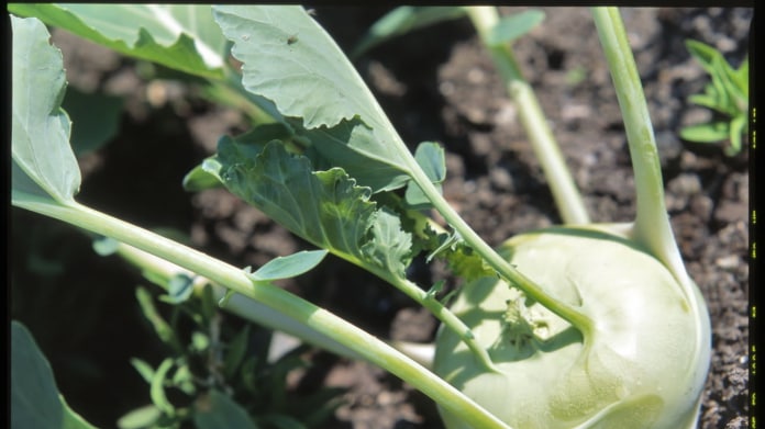 Kedluben/Brassica oleracea var. gongylodes Kedluben/Brassica oleracea var. gongylodes