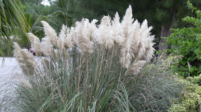 Kortaderia stříbrná (Cortaderia selloana) Kortaderia stříbrná (Cortaderia selloana)