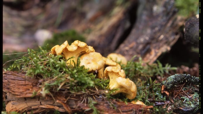 Liška obecná/Cantharellus cibarius Liška obecná/Cantharellus cibarius