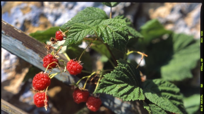Maliník/Rubus idaeus Maliník/Rubus idaeus