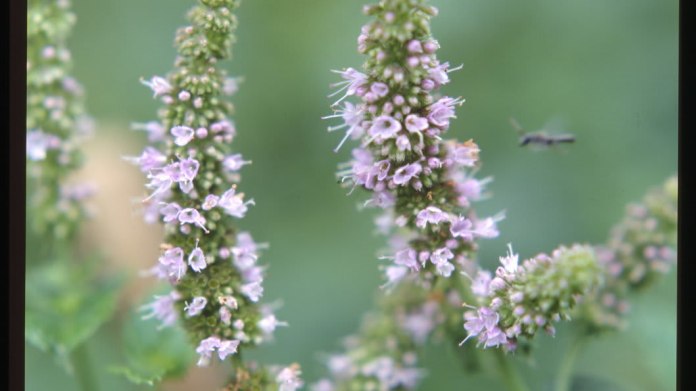 Máta peprná/Mentha piperita L. Máta peprná/Mentha piperita L.