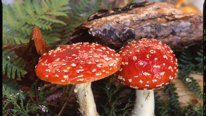 Muchomůrka červená/Amanita muscaria Muchomůrka červená/Amanita muscaria
