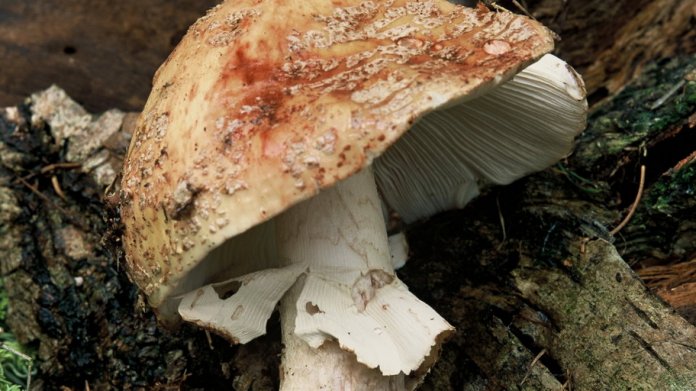 Muchomůrka růžovka/Amanita rubescens Muchomůrka růžovka/Amanita rubescens